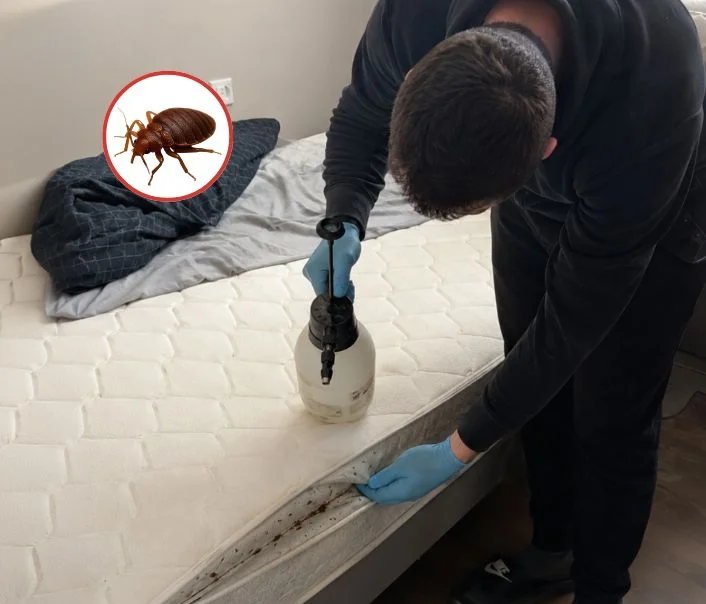 Technicien traitant un matelas contre les punaises de lit à Le Mesnil-Saint-Denis